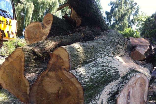 Oud Ootmarsum bomen rooien